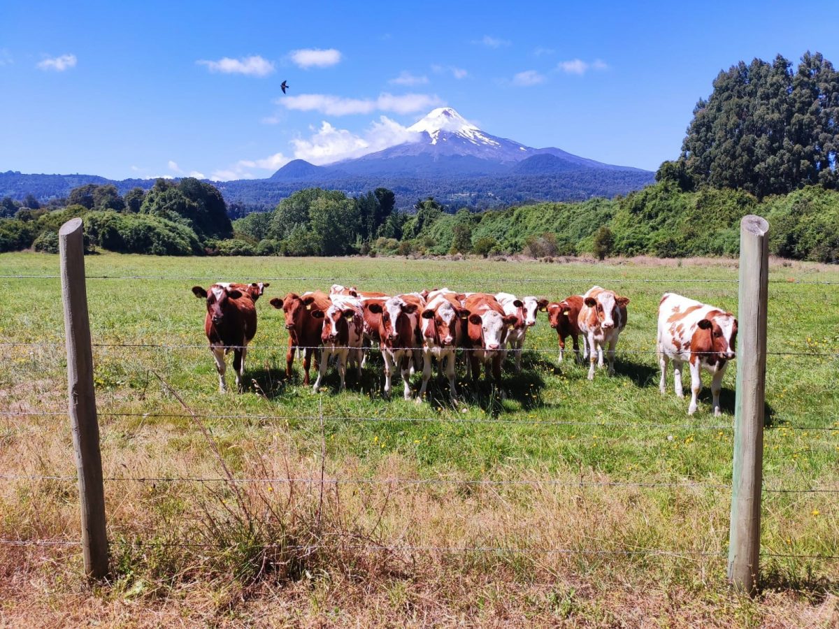 Economistas postulan que la Agricultura Familiar Campesina es clave para superar la crisis global