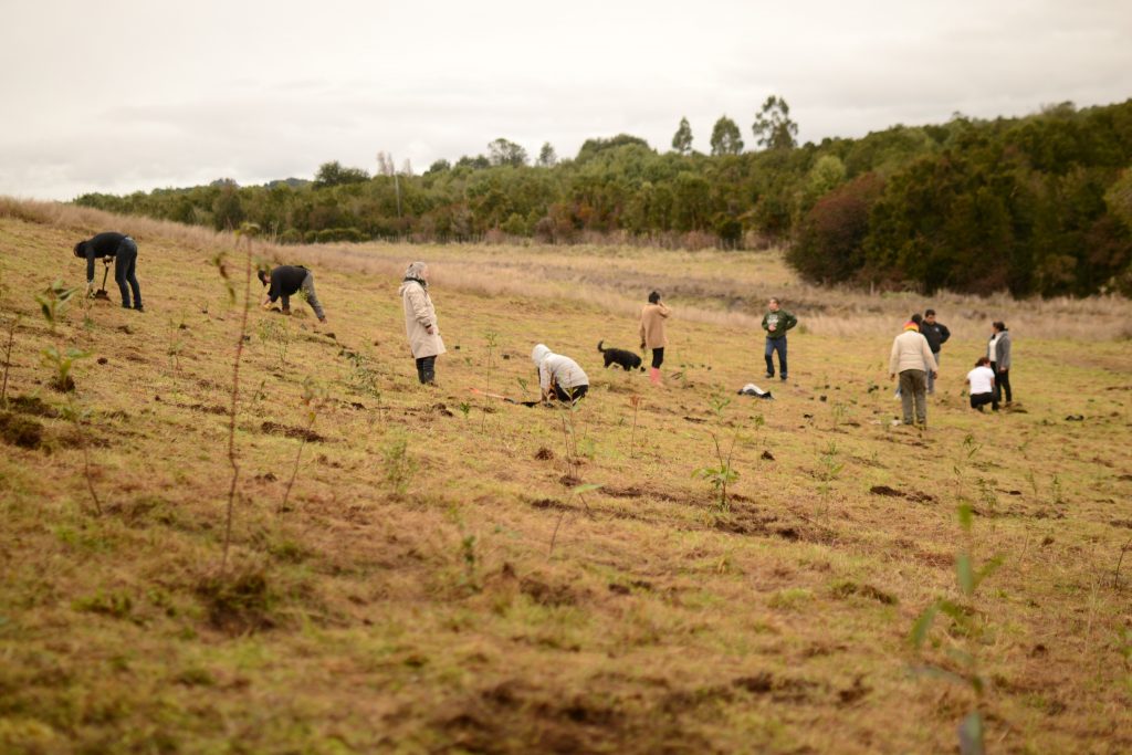 Vecinos de Lemuy reforestan con árboles nativos el Parque Hueñoco