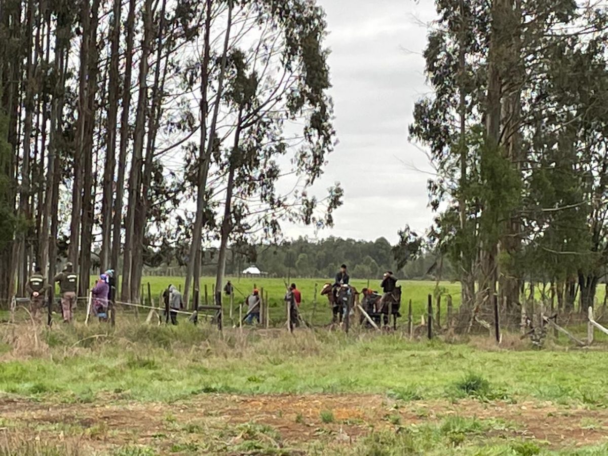 Denuncian nuevos hechos violentos en fundo de Frutillar
