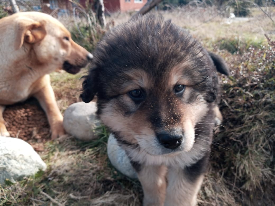 Presentan proyecto de cementerio de mascotas en Puerto Montt