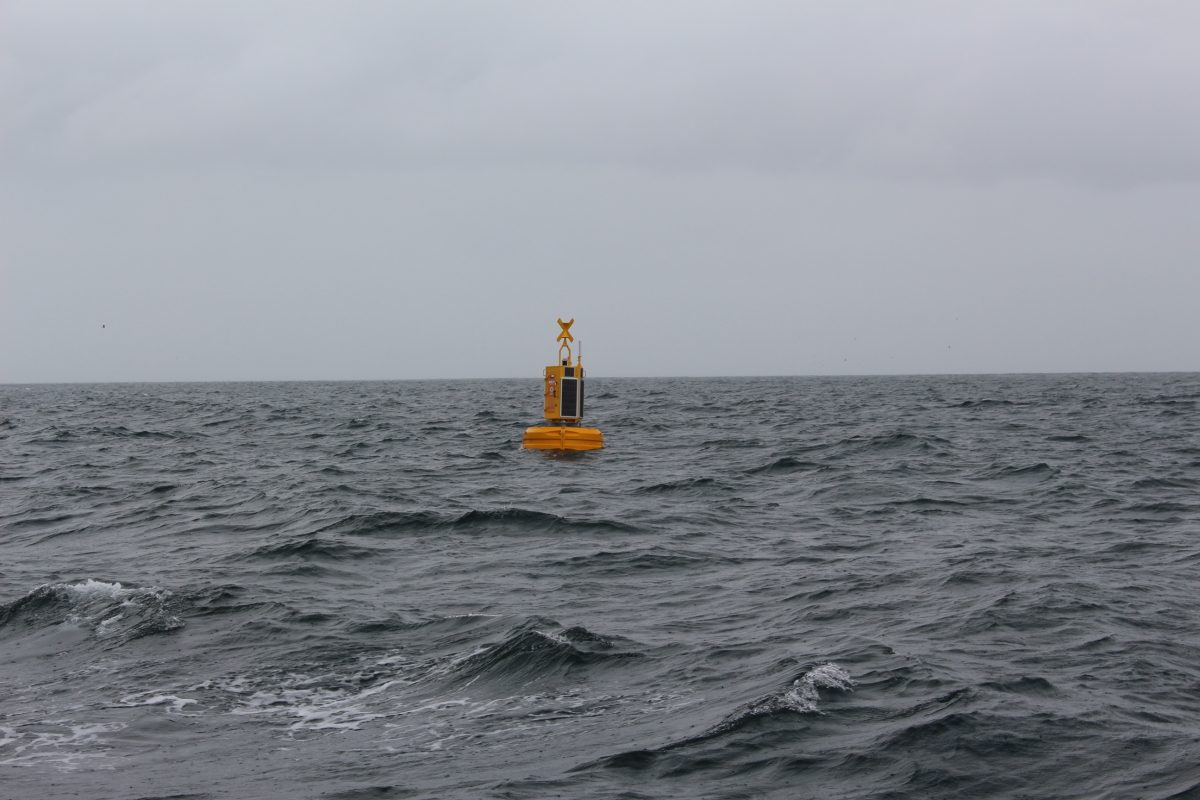 Valoran instalación de boya que disminuirá colisiones a ballenas