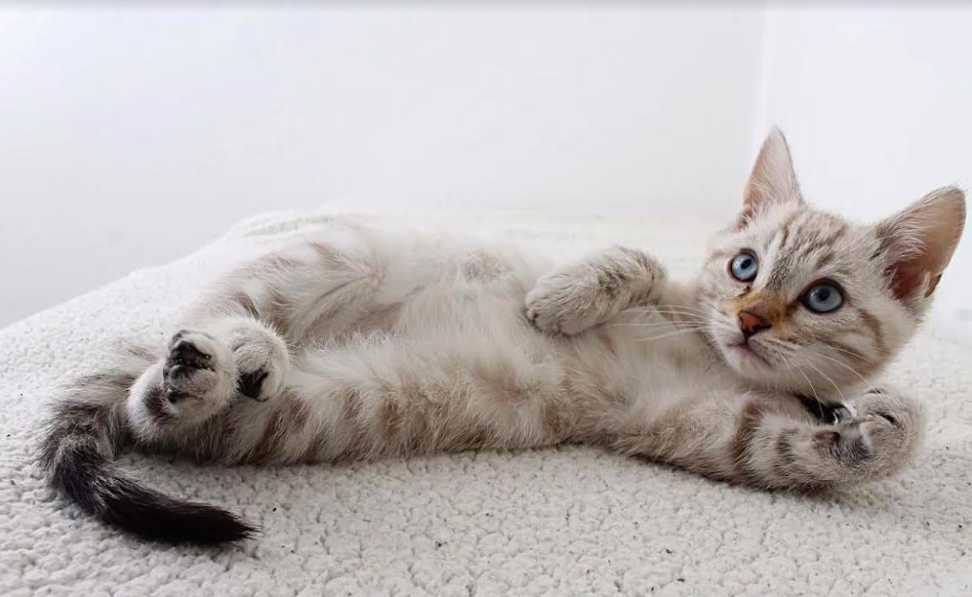 Invitan a vecinos a adoptar gatitos este sábado en Puerto Montt