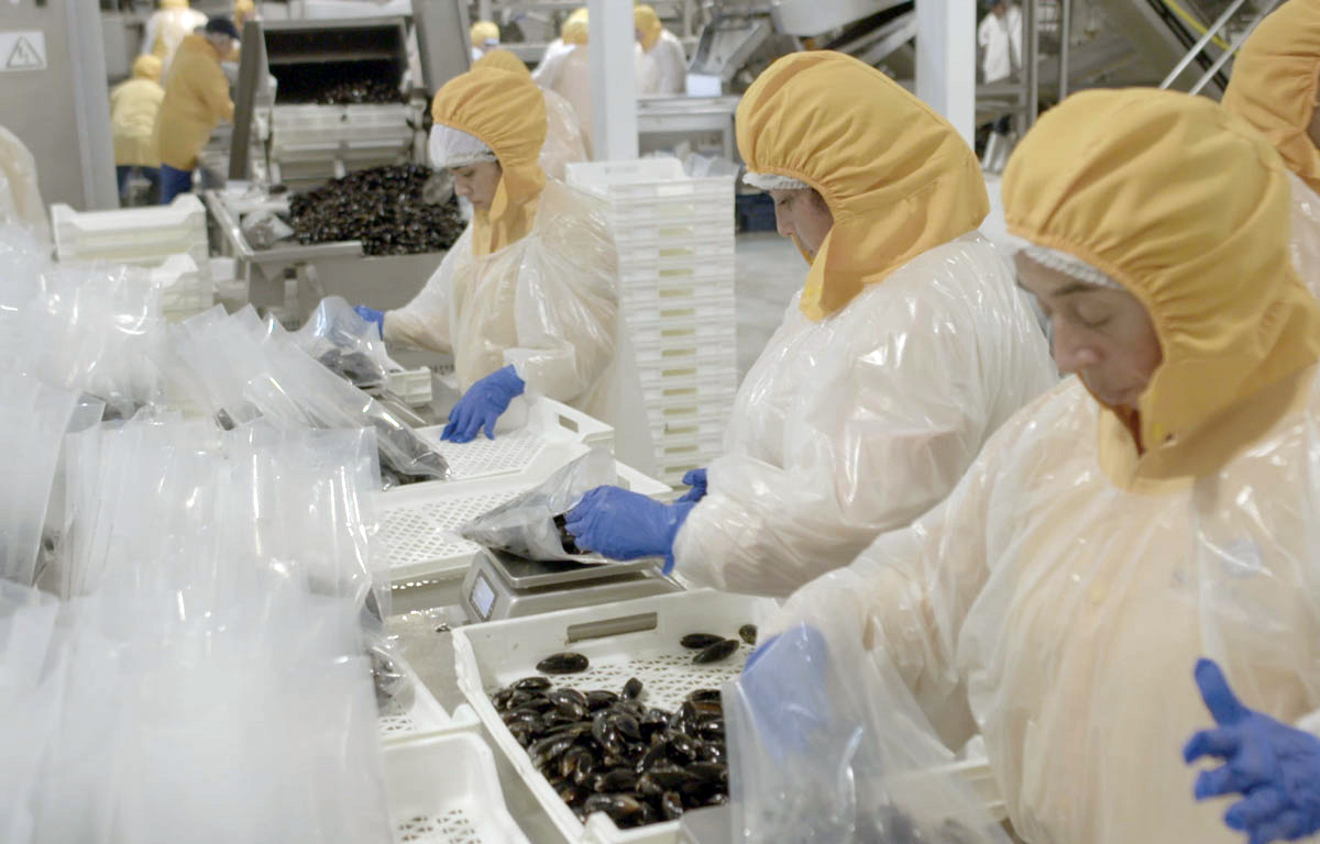 Realizan proyecto sobre mujeres en industria mitilicultora en Chiloé