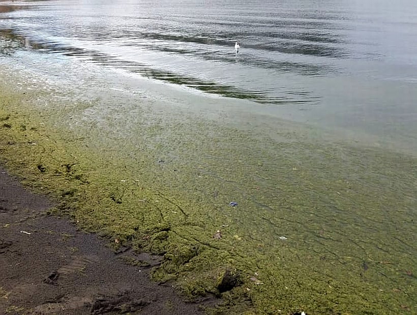 El CIICA refuerza acciones preventivas frente a floraciones de algas nocivas