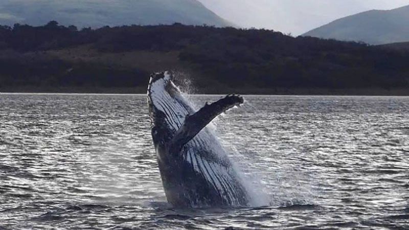 Ballenas jorobadas en Canal Beagle