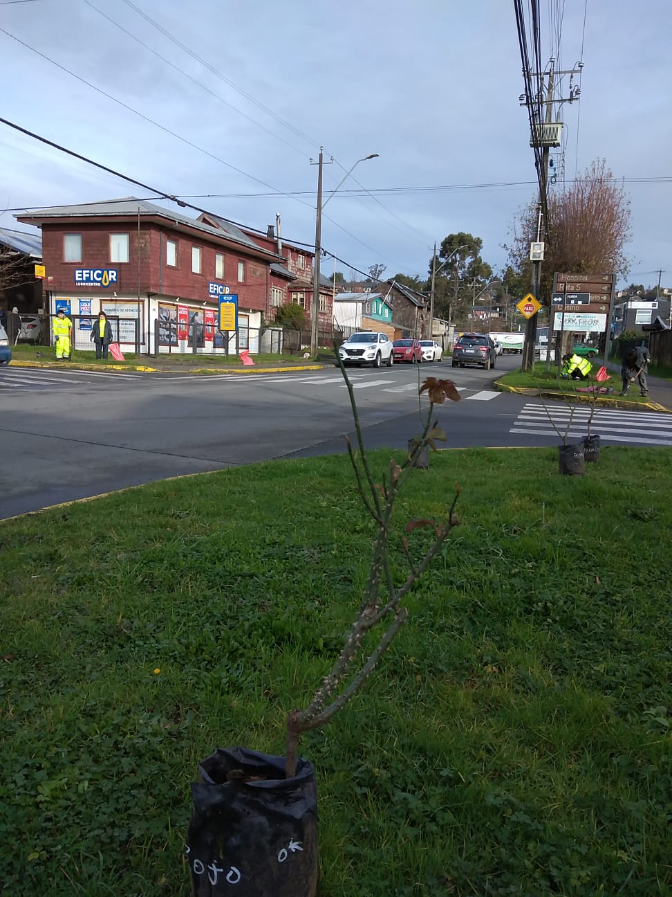 Municipalidad planta rosas en Puerto Varas