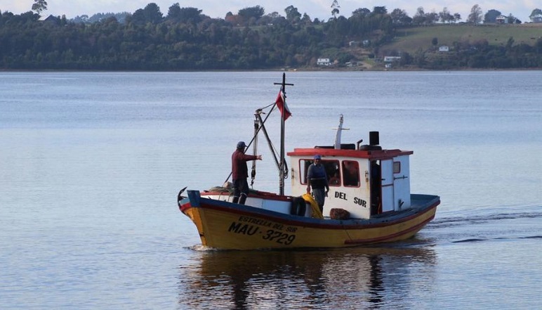 Cuidan bosques marinos en Ancud