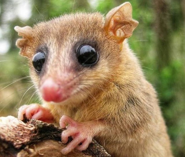 Monito del Monte