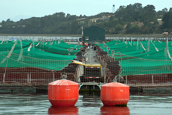 Industria Salmonera