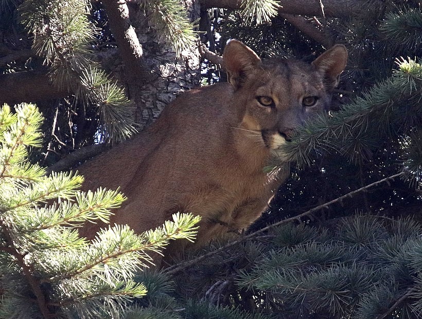 Pumas en Puerto Montt