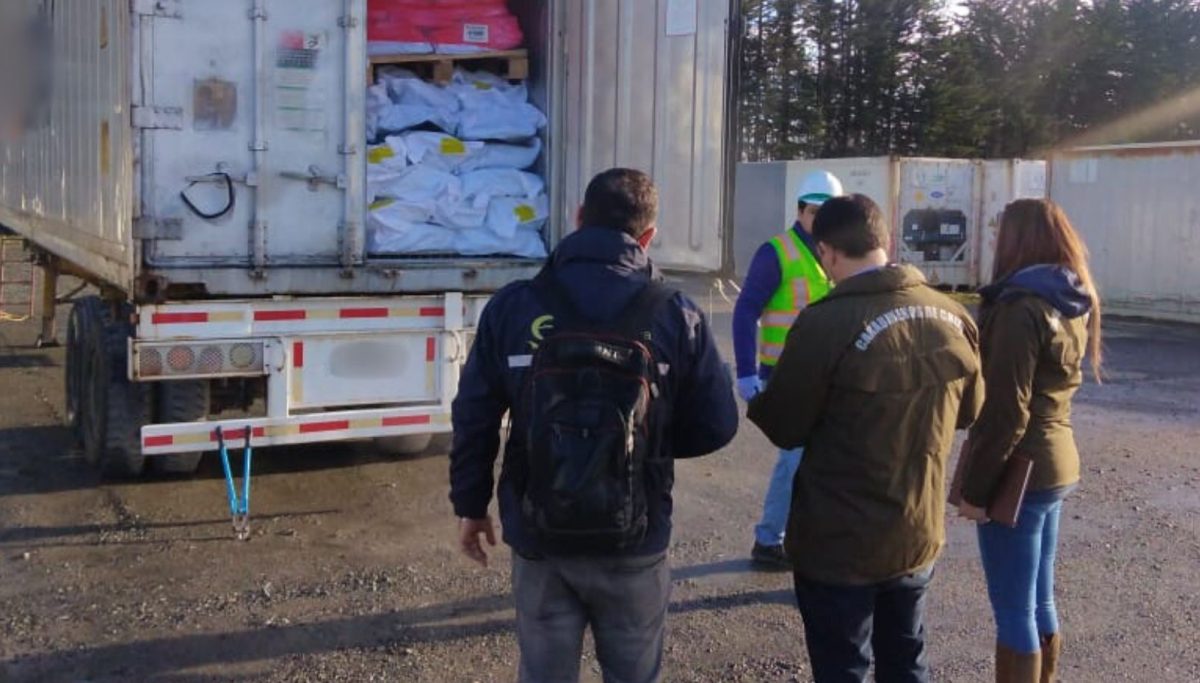 Sernapesca y Carabineros detectan almacenamiento ilegal de jibia en Puerto Montt