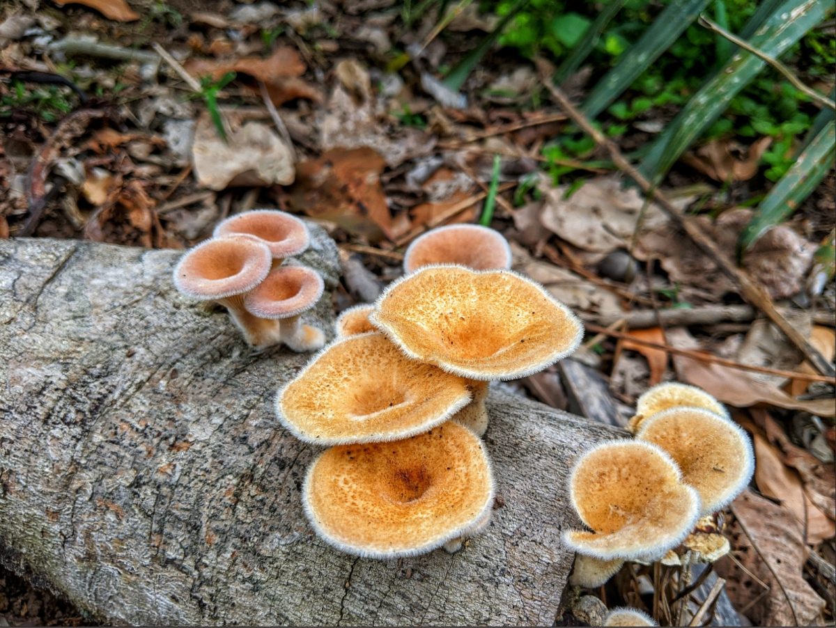 Desmitificando los hongos: Cruciales para la vida en la tierra