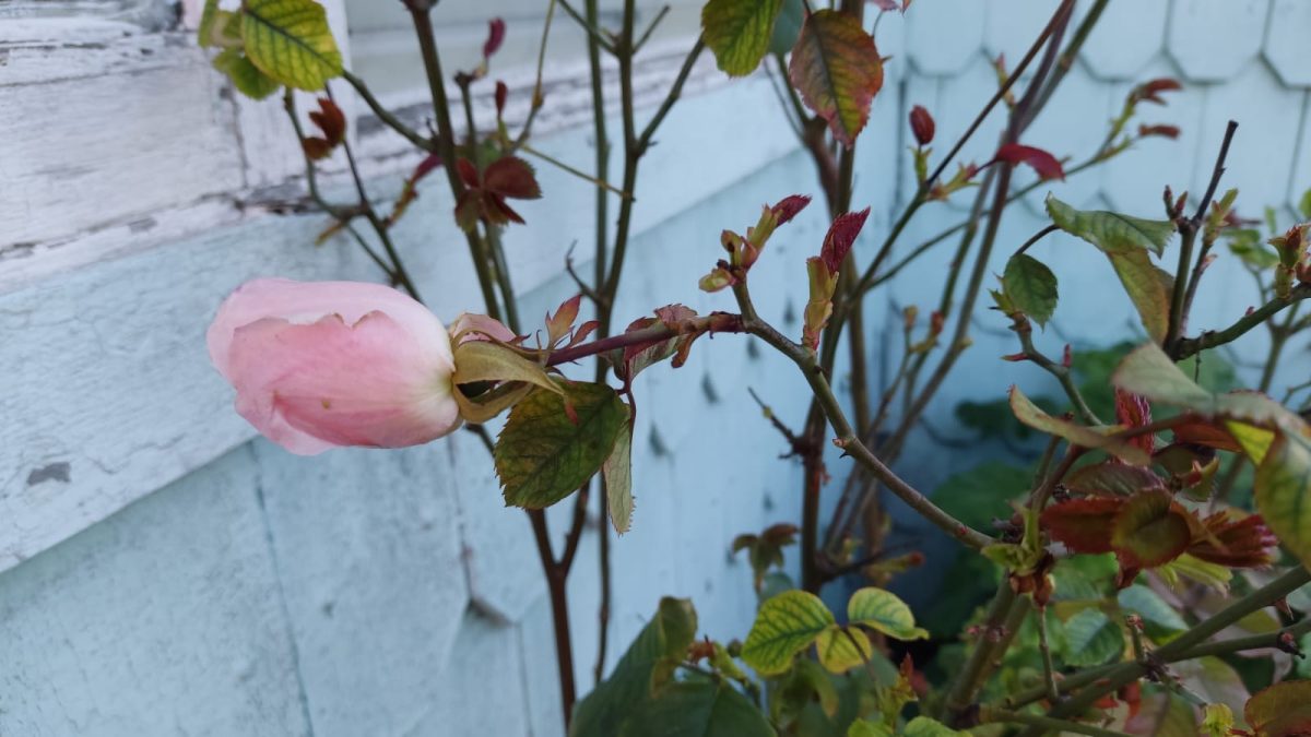 En Puerto Varas comenzó campaña de entrega de esquejes de rosas de manera gratuita