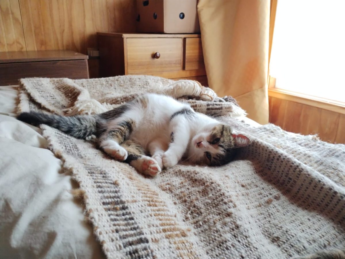 Gatito Martín y felinos serán dados en adopción durante Feria del Medio Ambiente