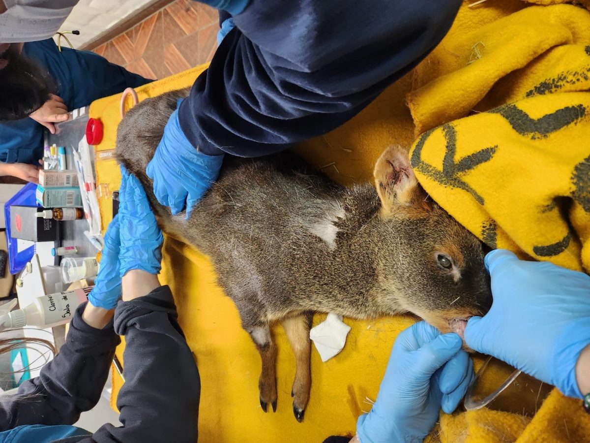 Pudú lucha por sobrevivir tras ataque de perros asilvestrados