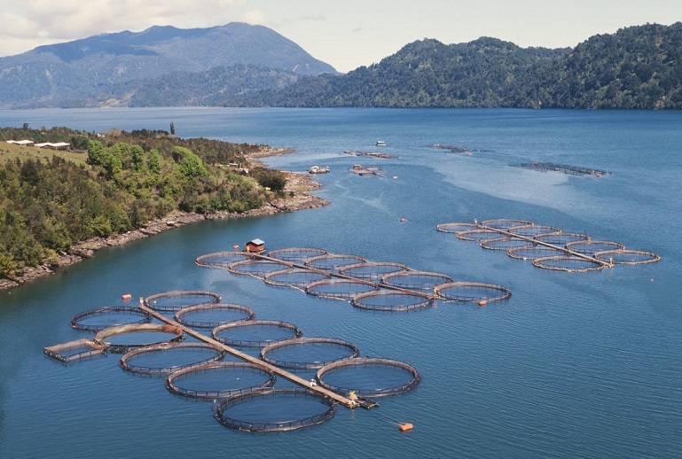 Carta de científicos y conservacionistas a líderes mundiales: No más industrias en áreas marinas protegidas