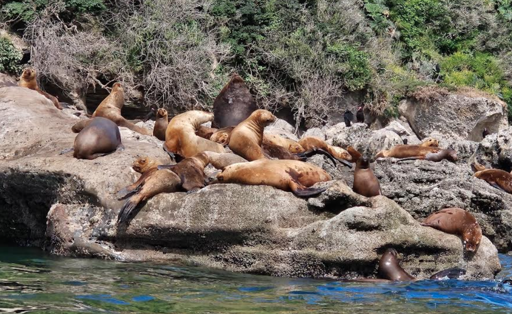 Sernapesca presentó denuncia por presunto delito contra lobos marinos