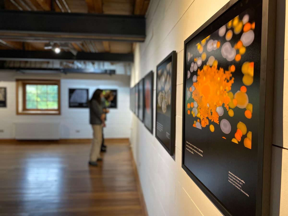 La muestra "El mundo en una gota de agua: Una exploración fotográfica de la vida microscópica" se exhibe hasta el 28 de febrero en el Centro de Arte Molino Machmar, Puerto Varas. Presentada por los académicos y fotógrafos Roberto Kolter y Scott Chimileski de la Universidad de Harvard, la exposición invita a los visitantes a descubrir la belleza del mundo microbiano a través de 25 fotografías y una pieza audiovisual. Esta iniciativa, parte del programa "Colección en Ruta" del Museo de Arte Moderno de Chiloé, busca educar sobre la importancia de los microorganismos en nuestro entorno. La inauguración contó con la participación de destacados académicos y un diálogo enriquecedor sobre la intersección entre arte y ciencia. 10.12.2024 Por Paula Cárdenas El miércoles 4 de diciembre se inauguró en la Sala de Vulcanología, 3er piso del Centro de Arte Molino Machmar (CAMM), la muestra ‘El mundo en una gota de agua: Una exploración fotográfica de la vida microscópica’. Exposición en el Centro de Arte Molino Machmar La exposición, con una gota de agua como punto de partida, invita al observador a explorar la belleza y la biología del mundo microbiano, y descubrir cómo en los límites de la vista humana, comienza ese otro mundo vivo, generalmente invisible. Esto, a través de una selección de 25 fotografías y una pieza audiovisual de los académicos y fotógrafos Roberto Kolter y Scott Chimileski, científicos de la Universidad de Harvard, que permiten reconocer los millones de formas de vida microscópicas que acompañan nuestra existencia. La inauguración contó con la presencia de los doctores Octavio Monasterio y Rosalba Lagos, académicos del Departamento de Biología de la Universidad de Chile y responsables del proyecto que hizo posible la muestra, además de Eduardo Feurhake, director del MAM Chiloé, quienes compartieron y dialogaron con los asistentes, en una interesante conversación. “Aquí es donde se encuentra el arte y la ciencia. El mundo en el que vivimos es el macromundo, y fue con la invención del microscopio en el siglo XVII, que tuvimos una pasada desde el mundo macroscópico que nosotros veíamos a este que no se ve. La mayoría de la gente no se imagina lo que hay detrás de esa puerta que nos lleva al mundo microscópico. Es como la obra de Lewis Carroll, Alicia en el país de las maravillas, con esta exposición estamos traspasando una puerta para transportarnos a un mundo fascinante que no se ve a ojo desnudo”, comentó el científico Octavio Monasterio. Por su parte, Rosalba Lagos señaló que “esta muestra comenzó a gestarse hace muchos años en el laboratorio del Dr. Roberto Kolter quien, junto a Scott Chilimeski, quien es además un muy buen fotógrafo, comenzaron a pensar en llevar su trabajo de laboratorio a una muestra artística, como una manera de mostrar a la comunidad la belleza que existe en los microorganismos que la mayoría no tiene la posibilidad de ver”. La muestra, impulsada por la Facultad de Ciencias de la Universidad de Chile y que forma parte del programa de itinerancia del Museo de Arte Moderno de Chiloé en otras localidades de Chile, denominado "Colección en Ruta", podrá ser visitada hasta el jueves 28 de febrero de 2025 en el CAMM. La entrada es liberada. Sobre los autores Scott Chimileski es microbiólogo, fotógrafo y autor. Trabajó en el laboratorio de Roberto Kolter en la Escuela de Medicina de Harvard y actualmente es profesor en Paul Smith’s College, Nueva York. Roberto Kolter es profesor titular (emérito) de la Escuela de Medicina de Harvard. Fue presidente de la Sociedad Americana de Microbiología, tiene más de 250 publicaciones y sus trabajos han sido citados más de 55.000 veces. Hoy es coblogger principal de Small Things Considered. Chimileski y Kolter son curadores invitados de la exposición «Vida microbiana» en el Museo de Historia Natural de Harvard y coautores de Life at the Edge of Sight: A Photographic Exploration of the Microbial World (Harvard University Press, 2017). Sus interpretaciones artísticas de la vida microbiana recibieron premios de Bio-Arte faseb en 2016, 2017 y 2019. Sus trabajos, que combinan arte y ciencia, se han publicado en medios populares como Time, Wired, The Atlantic, Stat, npr, Scientific American y Smithsonian. Horarios: Martes a sábado | 10.00 a 19.00 hrs. Domingo | 10.00 a 14.00 hrs. Entrada liberada Centro de Arte Molino Machmar Av. Gramado 1100, Puerto Varas El Centro de Arte Molino Machmar forma parte del Programa de Apoyo a Organizaciones Culturales Colaboradoras del Ministerio de las Culturas, las Artes y el Patrimonio, que busca fortalecer y dar continuidad a instituciones y organizaciones culturales de derecho privado y sin fines de lucro. Este programa además es parte del Sistema de Financiamiento a Organizaciones e Infraestructura Cultural del Ministerio de las Culturas, las Artes y el Patrimonio que integra, articula y coordina de forma transversal los planes, programas y fondos orientados al fomento y apoyo de las organizaciones, de la infraestructura cultural, y de la mediación artística. Todo esto con una vocación descentralizada, mecanismos participativos, y la promoción de la creación de redes y asociaciones. Lea también: Festival Tango Frente al Mar regresa a Puerto Montt
