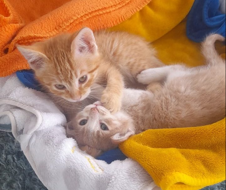 Tallarinata Bailable: Evento solidario en apoyo a gatos abandonados