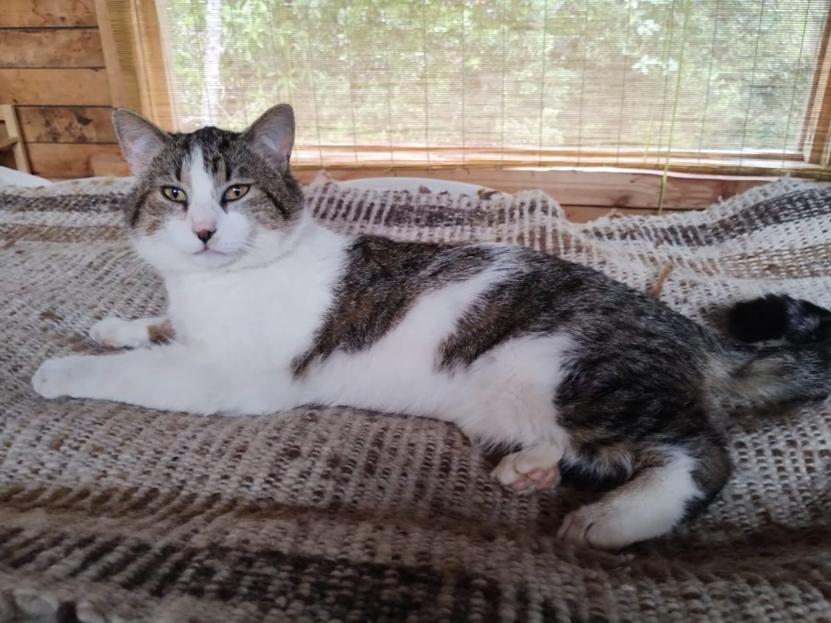 Gato Martín busca hogar