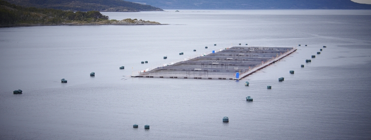 Valoran llamado a cumplir la ley en caso Quiroga y sobreproducción de salmonera Australis