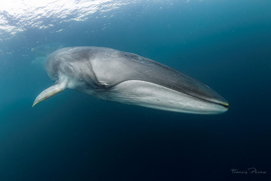 Ballena fin