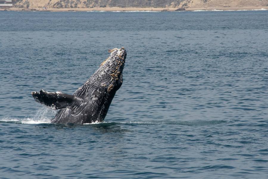 Ballenas jorobadas no representan un peligro para los humanos