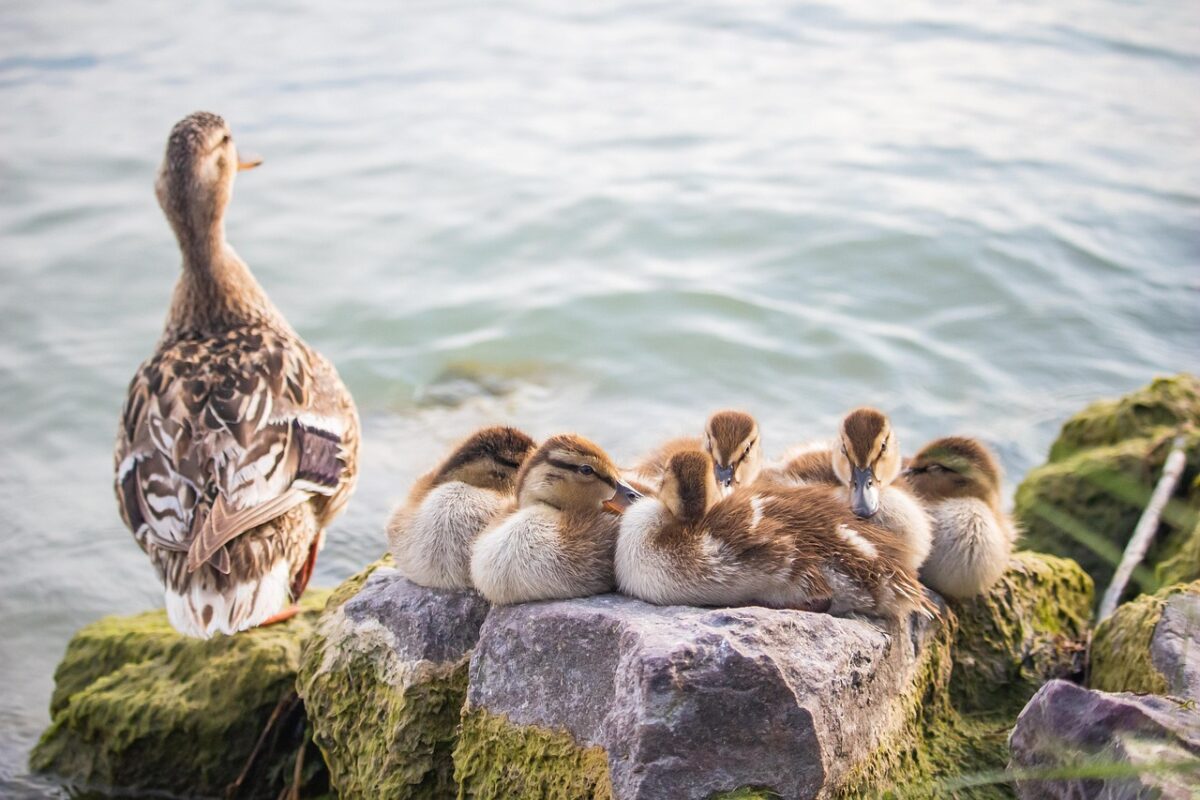 Muerte de Patito en Puerto Varas