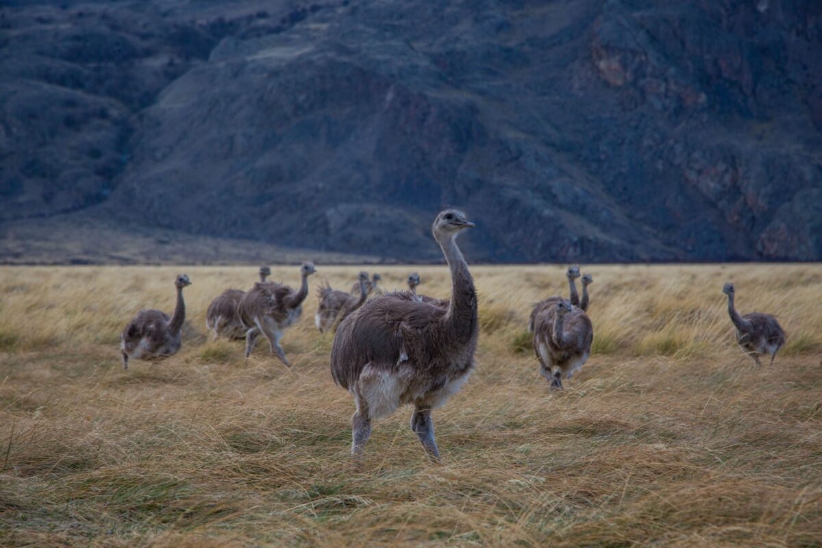 Patagonia