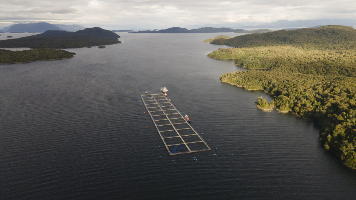 Cooke Aquaculture: Entre acusaciones y defensas