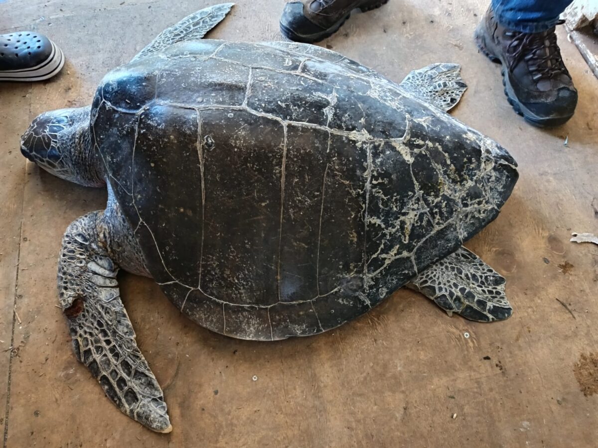 Tortuga olivácea rescatada en Chiloé fue trasladada a centro especializado