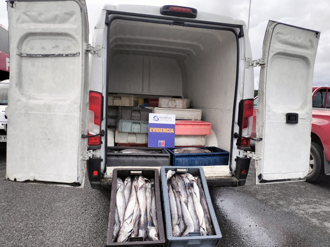 Incautan más de 3.600 kilos de merluza ilegal en Semana Santa en Los Lagos