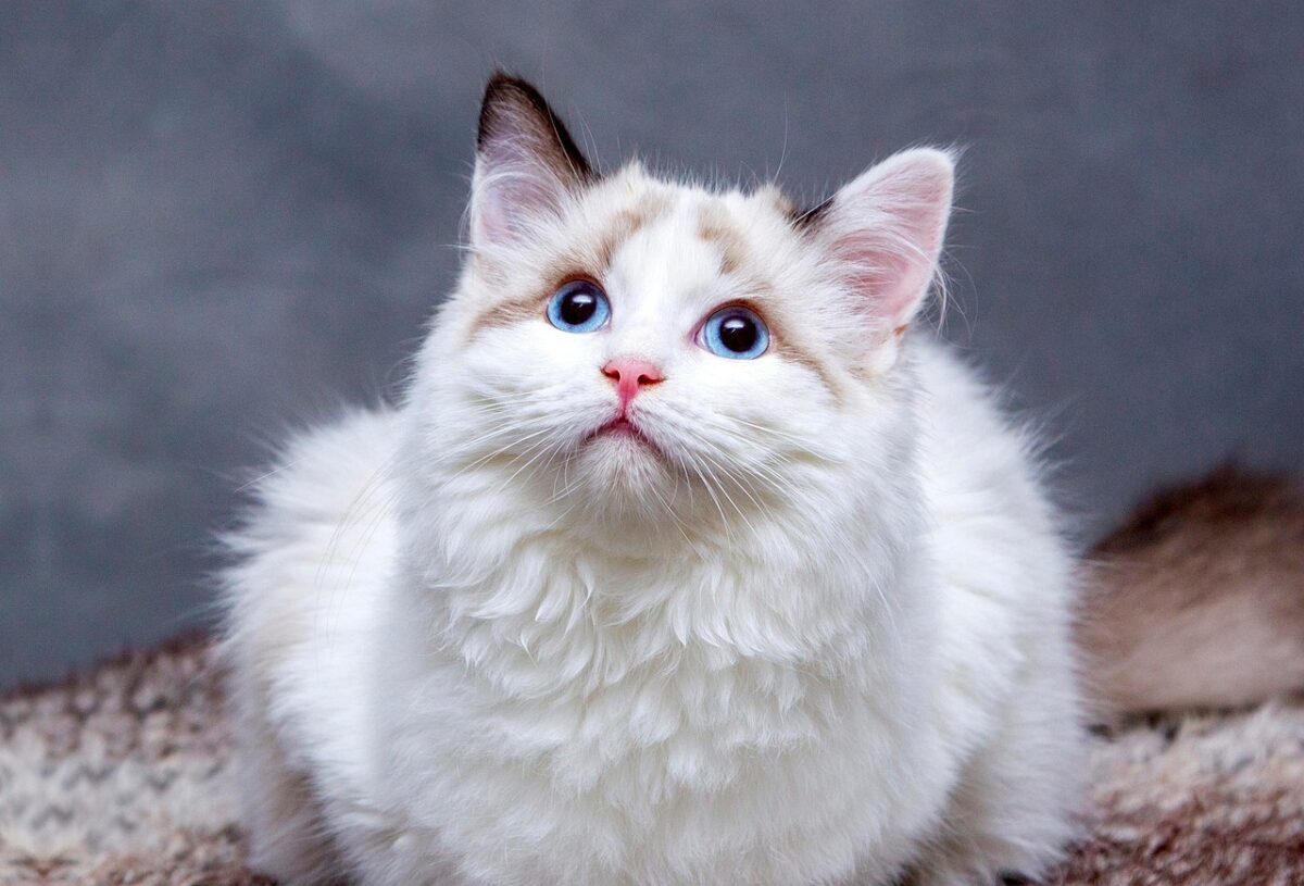 Gato