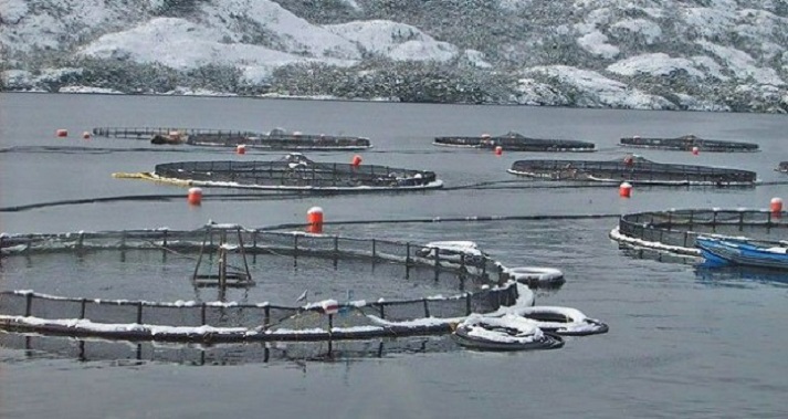 El costo oculto del salmón en la Patagonia Austral: Acaparamiento extranjero del mar en Magallanes