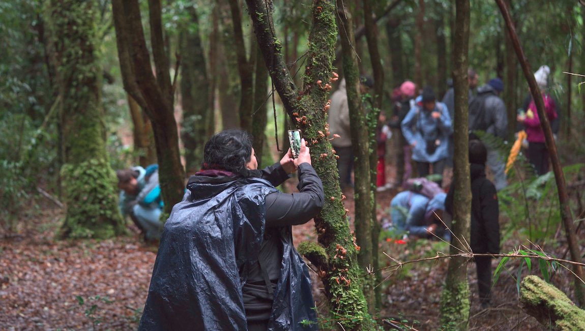 Vuelve “Valle Fungi Festival: naturaleza, saberes y comunidad”