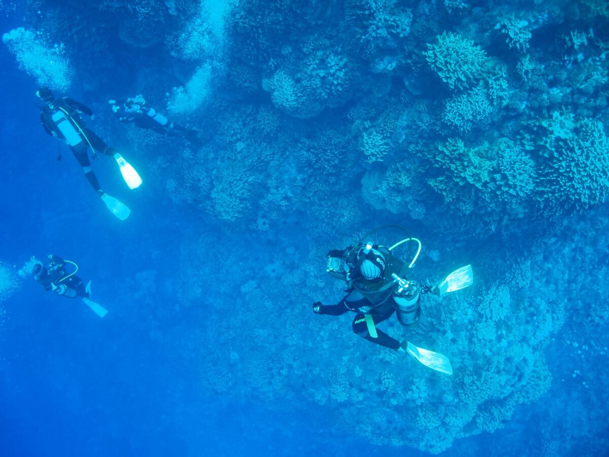 Descubren nuevas especies de algas en Rapa Nui y otras islas remotas