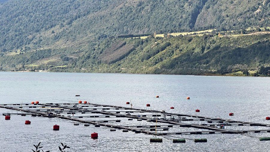 TV española expone impacto de salmoneras en Patagonia chilena