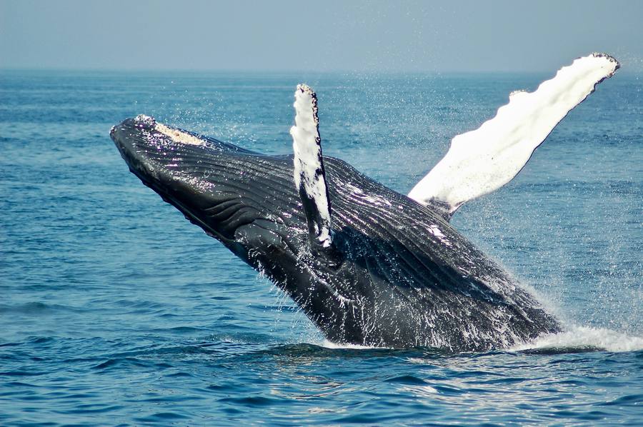 Día Mundial de las Ballenas y los Delfines: 23 de julio
