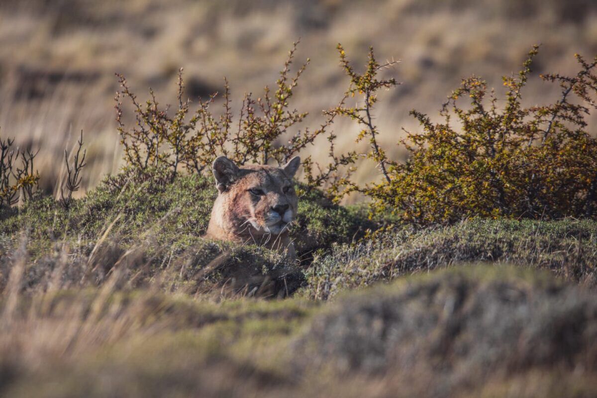 Torres del Paine impulsa protocolo para el avistamiento de pumas