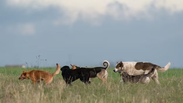 Seminario regional sobre perros, ganadería y biodiversidad