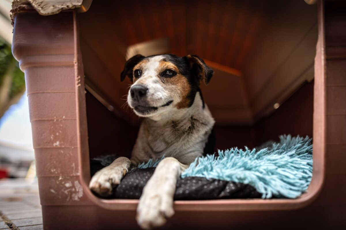 Inversión pública apoyará a mascotas afectadas por incendios