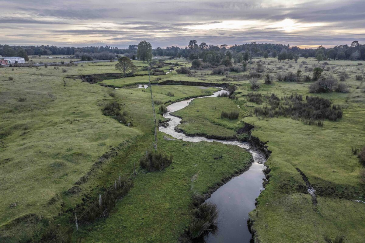 Monte Verde - Diario Puerto Varas