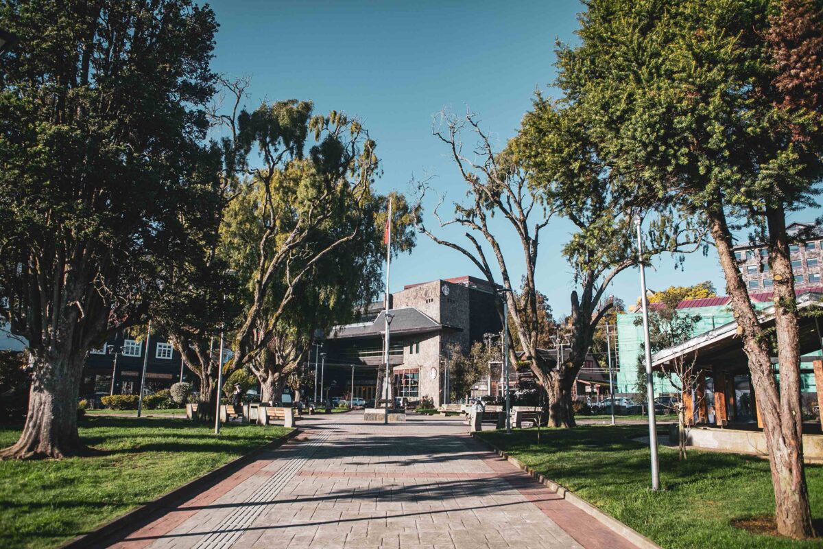 Plan de conservación para proteger árboles patrimoniales de la Plaza de Armas de Puerto Varas
