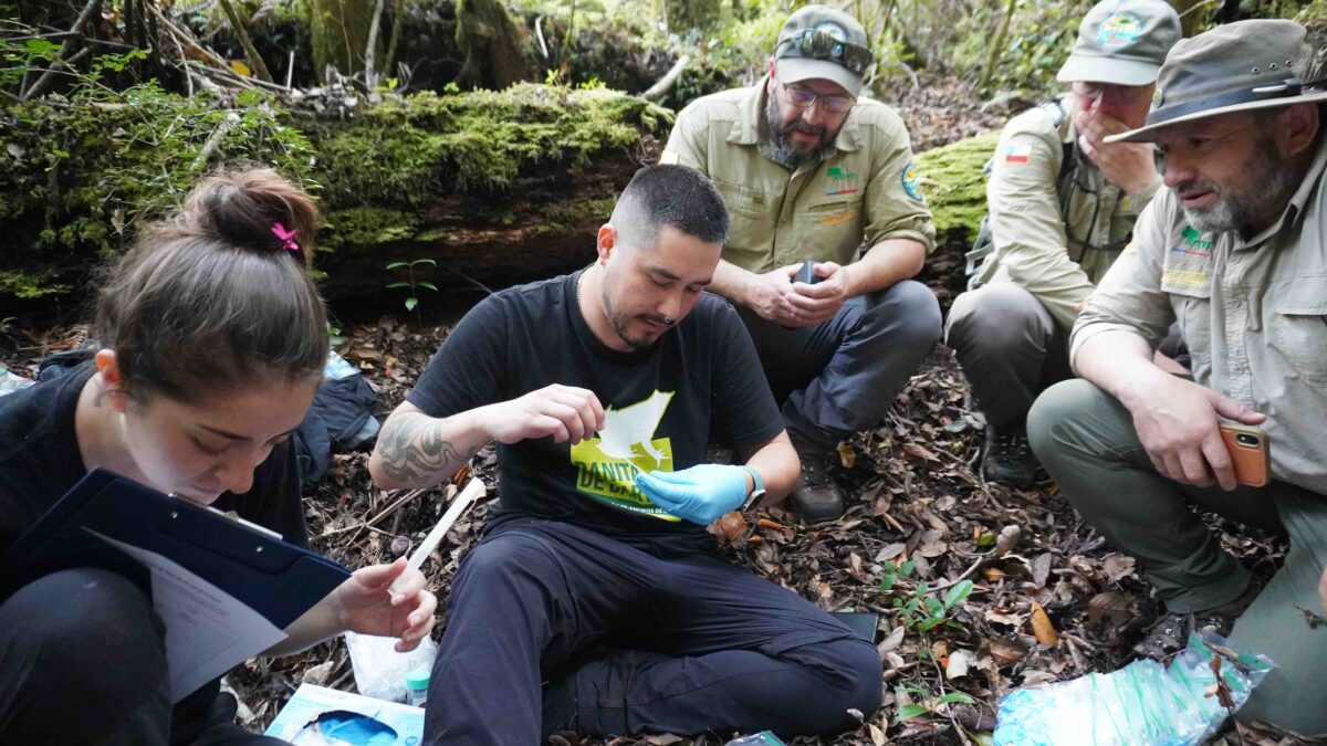 Ranitas de Darwin - Diario Puerto Varas