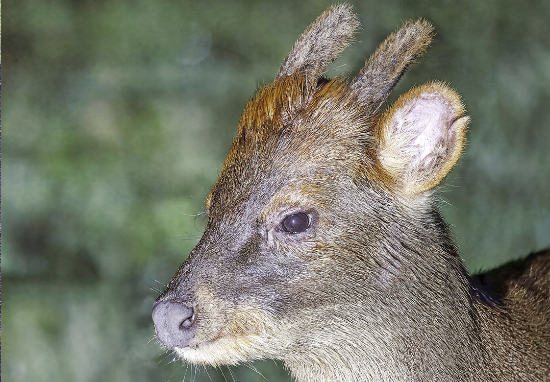 Pudú - Diario Puerto Varas