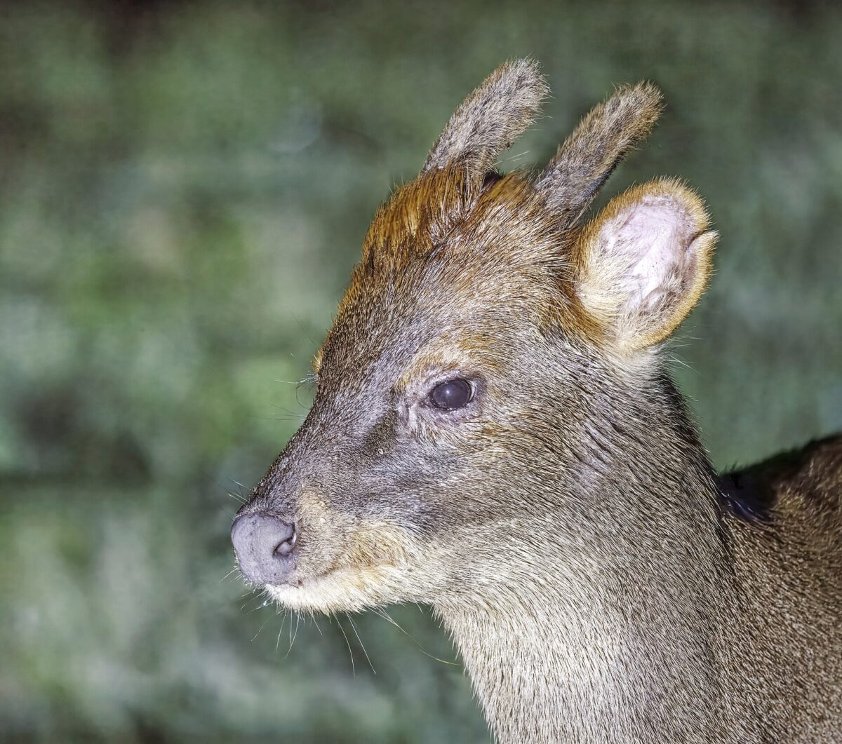 Pudú - Diario Puerto Varas