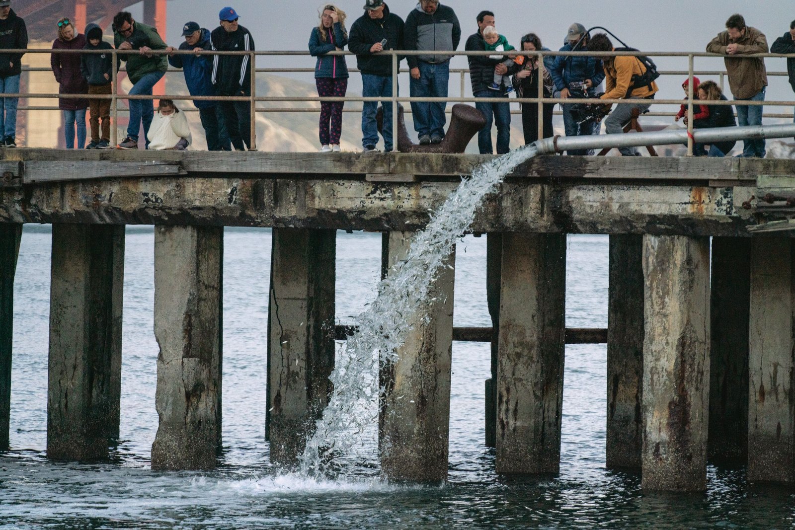 Patagonia estrena en Chile “Artifishal”, el documental que muestra el devastador daño ambiental que genera la industria salmonera en el mundo – Diario Puerto Varas Patagonia estrena en Chile “Artifishal”, el documental que muestra el devastador daño ambiental que genera la industria salmonera en el mundo - Diario Puerto Varas