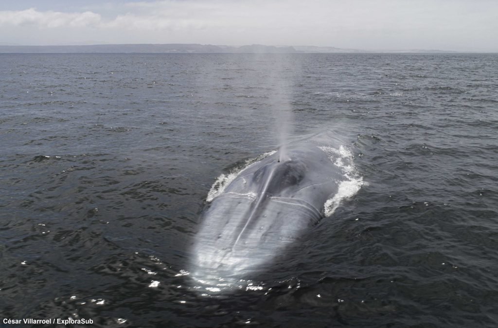 Organizaciones coinciden en avanzar en protección de ecosistemas de ballenas Organizaciones coinciden en avanzar en protección de ecosistemas de ballenas