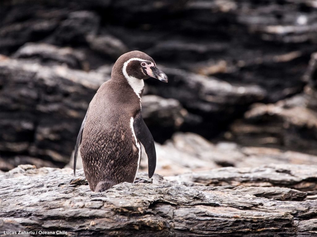 Pinguino – Alianza Humboldt celebra nuevo revés que sepulta aspiraciones de Minera Dominga – Diario Puerto Varas Pinguino - Alianza Humboldt celebra nuevo revés que sepulta aspiraciones de Minera Dominga - Diario Puerto Varas