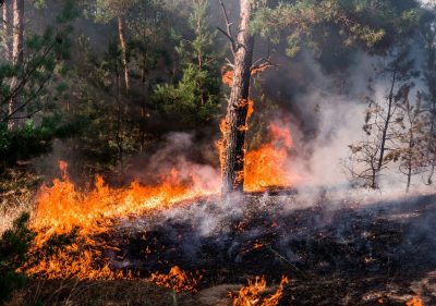 imagen de meteored.cl - Incendios forestales: ¿cómo afecta el humo a la salud de las personas?